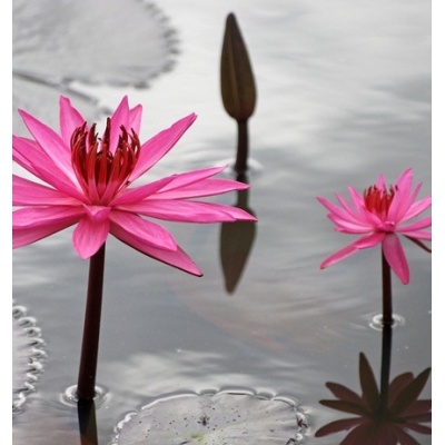 Fotomural Lirios Rosas...