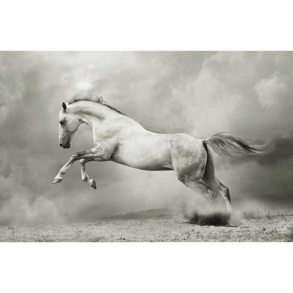 Fotomural Caballo FAN013, 195cm. x...