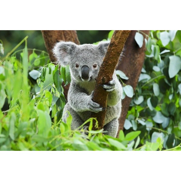 Fotomural Coala FAN027, 210cm. x...