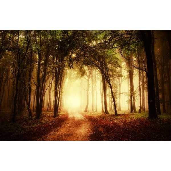 Fotomural Bosque Oto%C3%B1o FPR029,...