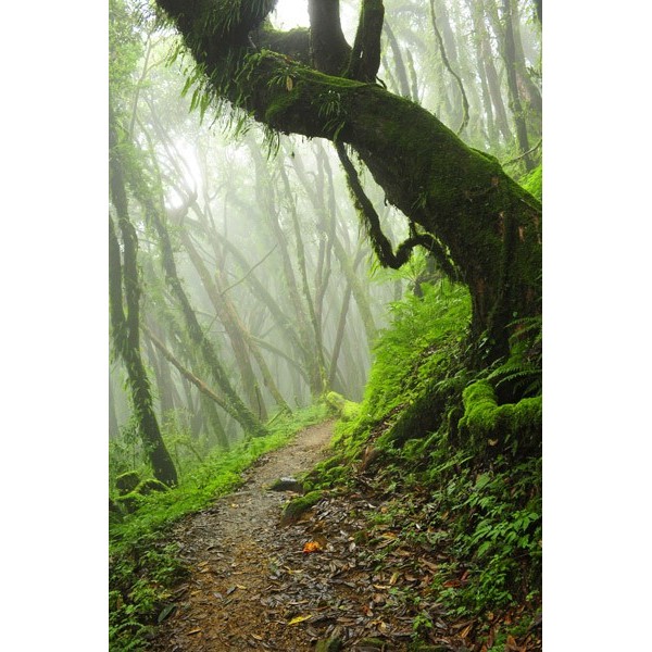 Fotomural Floresta da N%C3%A9voa...