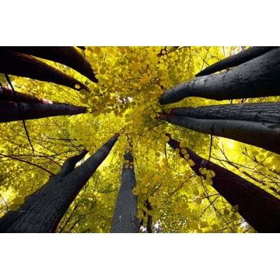 Fotomural Decorativo FV003