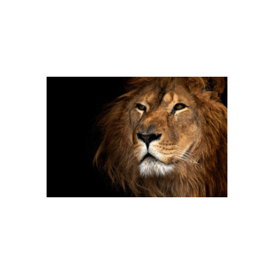 Fotomural Leon FAN012,...