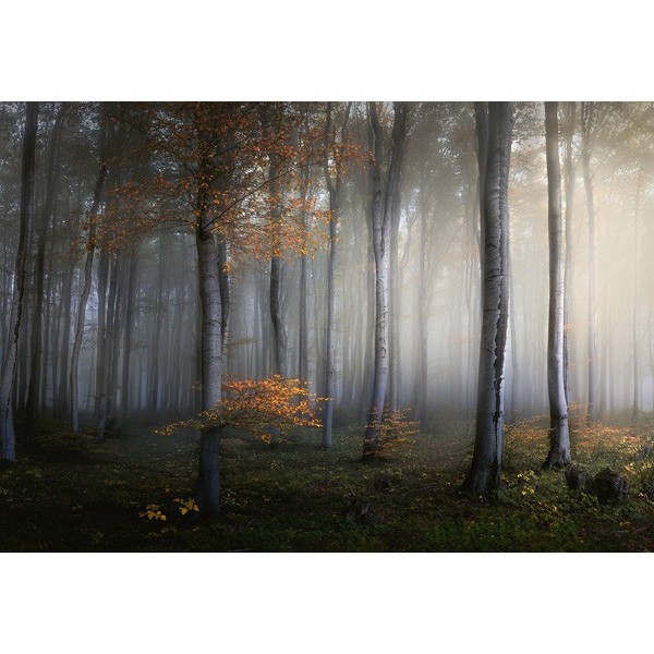 Fotomural FOGGY FOREST