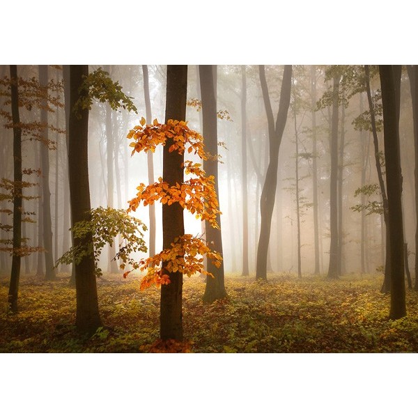 Fotomural FOGGY AUTUMN FOREST