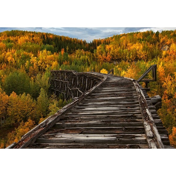 Fotomural BRIDGE IN THE FOREST