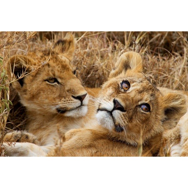 Fotomural Crias Leon FAN016, 100cm. x...