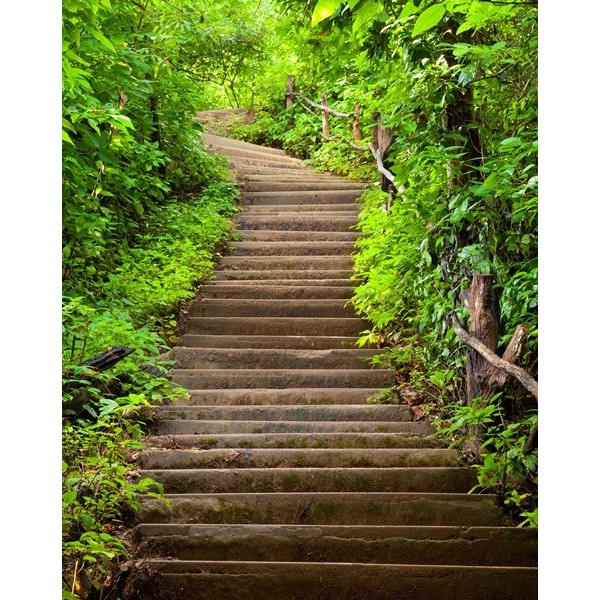 Fotomural Escaleras Naturaleza...