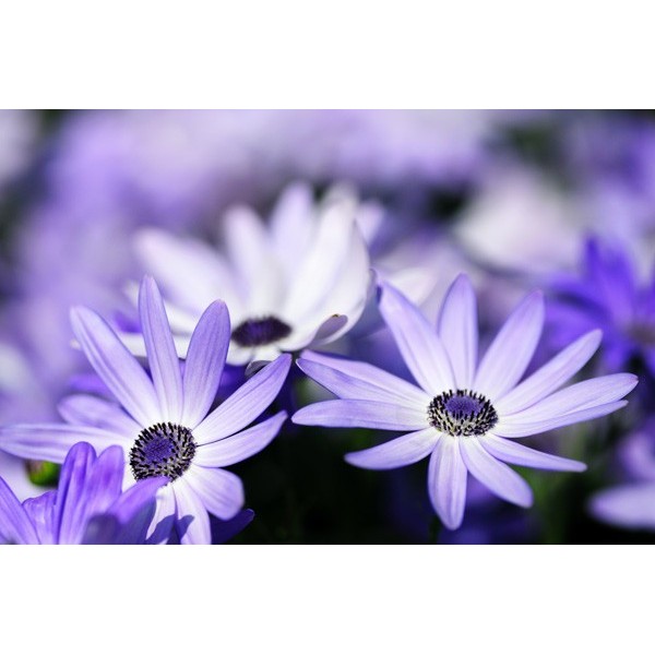 Fotomural Decorativo FV037, 400cm. x...