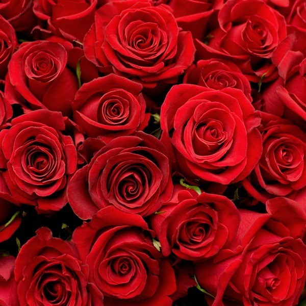 Fotomural Rosas FFL001, 300cm. x...