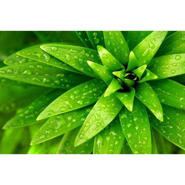 Fotomural Decorativo FV006, 100cm. x...