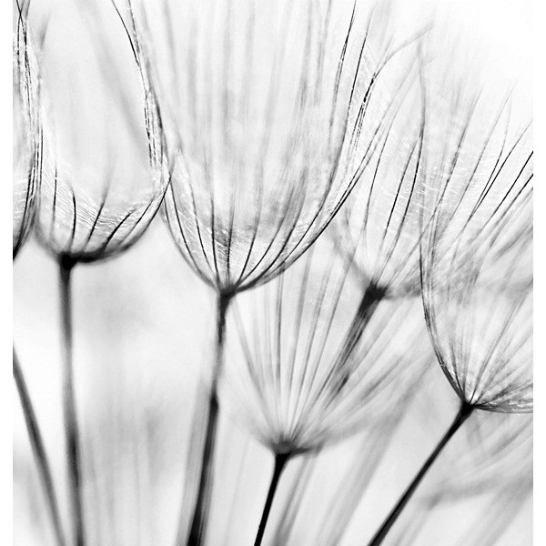 Fotomural Decorativo FV029, 219cm. x...