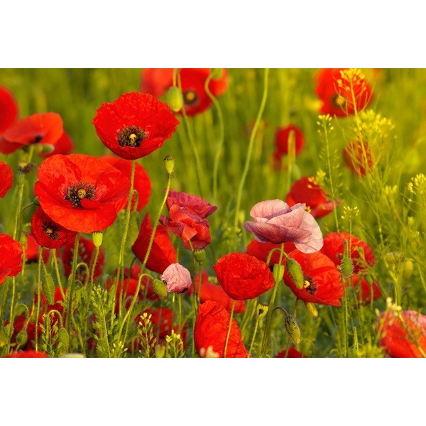Fotomural Amapolas FFL008, 110cm. x...