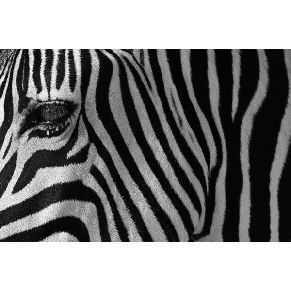 Fotomural Decorativo FV032, 180cm. x...