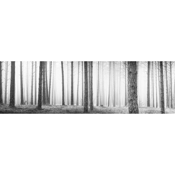 Fotomural Panorâmico Bosque em preto e branco OP-12005