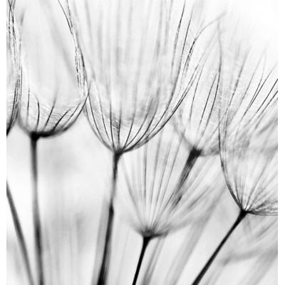 Fotomural Decorativo FV029,...