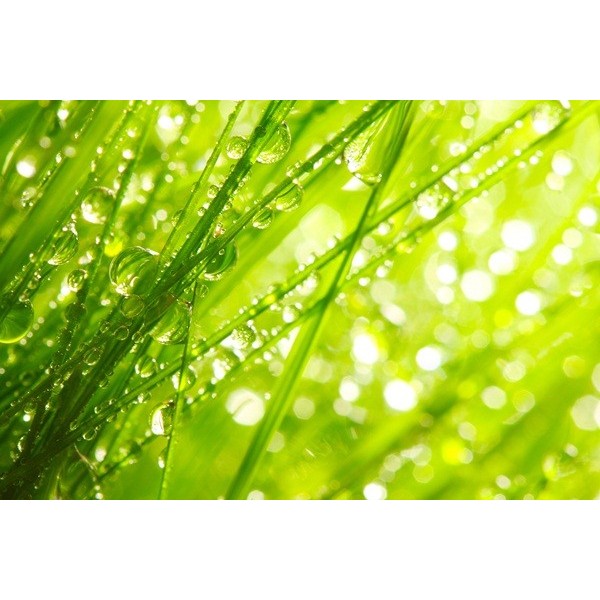 Fotomural Hierba Fresca FNA004,...