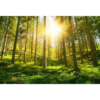 Fotomural Premium 3P-12004 Fotomural Premium 3P-12004