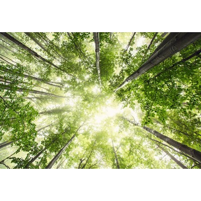 Fotomural Premium 3P-12003 Fotomural Premium 3P-12003