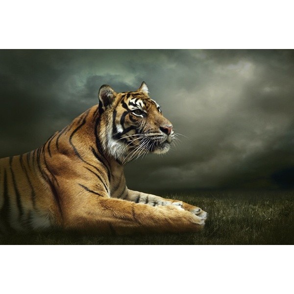 Fotomural Tigre FAN037, 100cm. x...