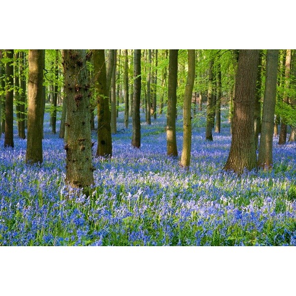 Fotomural Paisagem Flores FNA008,...