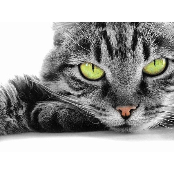 Fotomural Gato FAN004, 390cm. x...