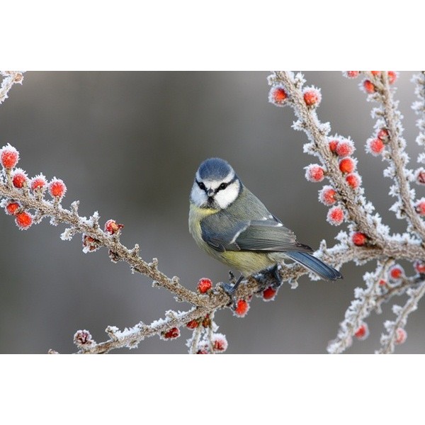 Fotomural P%C3%A1jaro FAN029, 195cm....