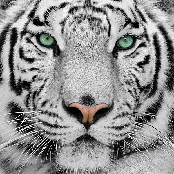 Fotomural Tigre FAN001, 110cm. x...
