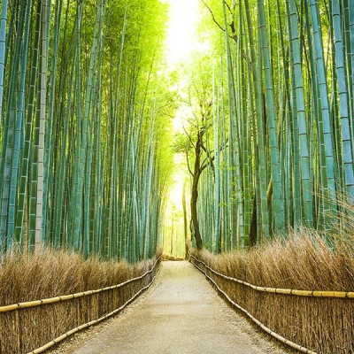 Fotomural Premium 2P-11004 Fotomural Premium 2P-11004