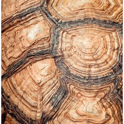 Fotomural Premium 2P-40007 Fotomural Premium 2P-40007