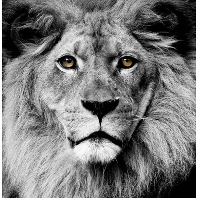 Fotomural Premium 2P-60001 Fotomural Premium 2P-60001