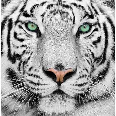 Fotomural Premium 2P-60004