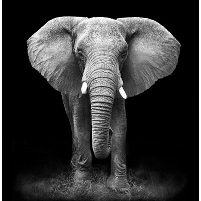 Fotomural Premium 2P-60007 Fotomural Premium 2P-60007