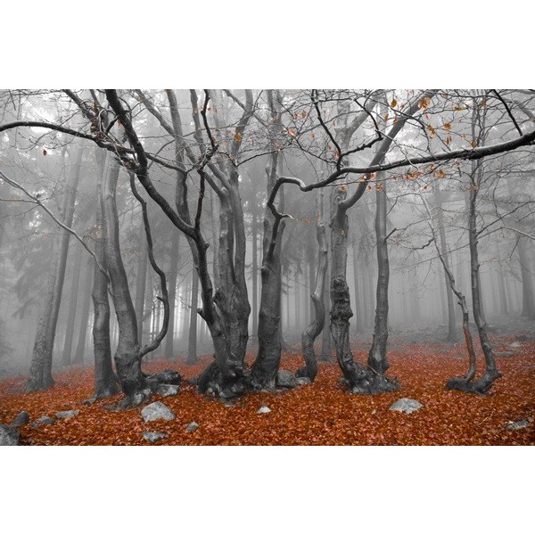 Fotomural Decorativo FV030, 195cm. x...