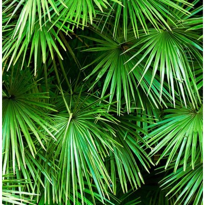 Fotomural Premium 2P-81002 Fotomural Premium 2P-81002