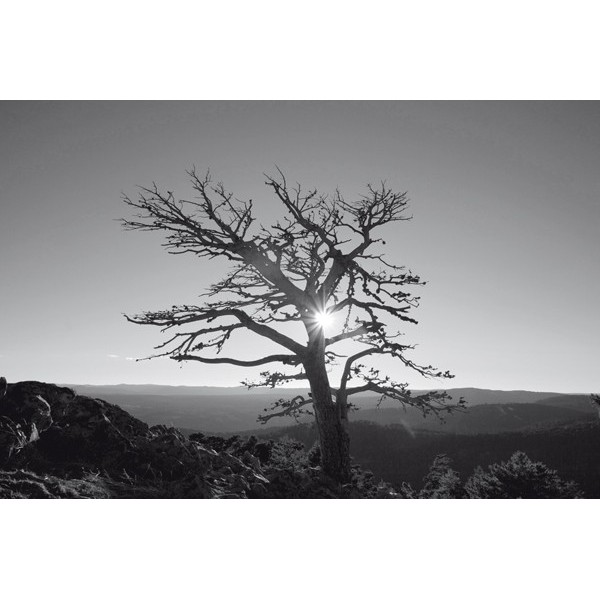 Fotomural ONE %26 DUE 2015, 300cm. x...