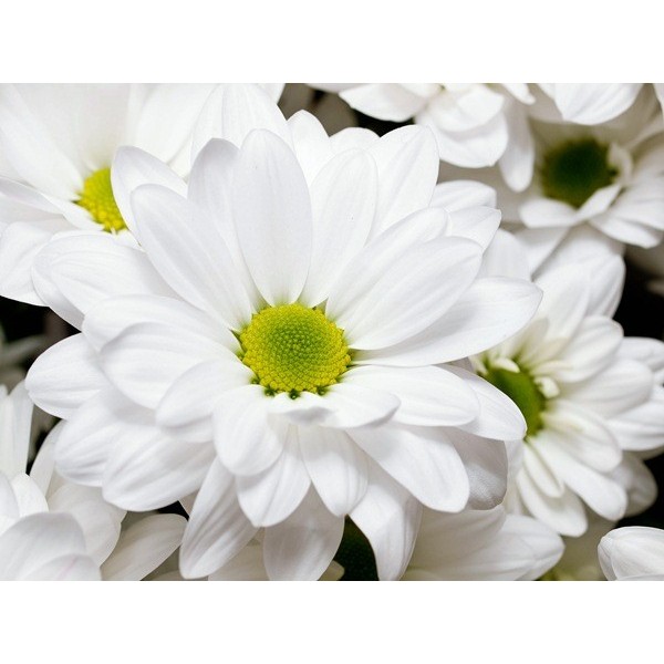 Fotomural Cristantemo FFL005, 195cm....