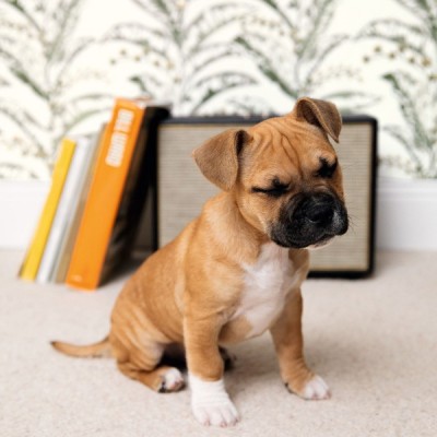 Paper pintat L'ESCAPADE EPA_10233_77_35