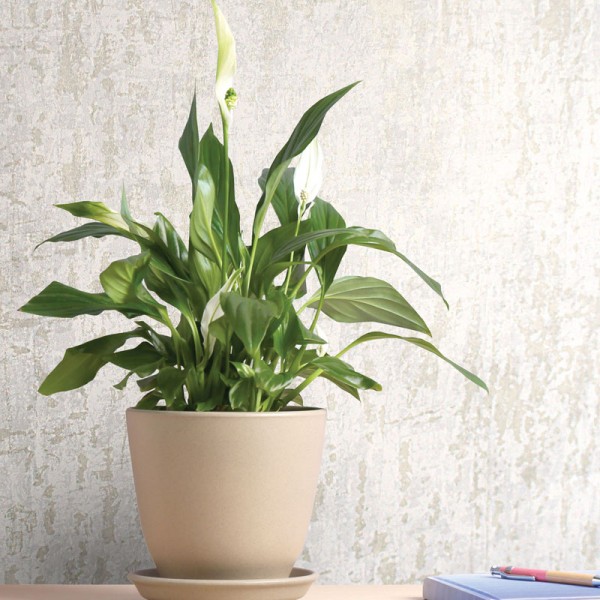 paper pintat imitació textura desgastada amb metal·litzat beige