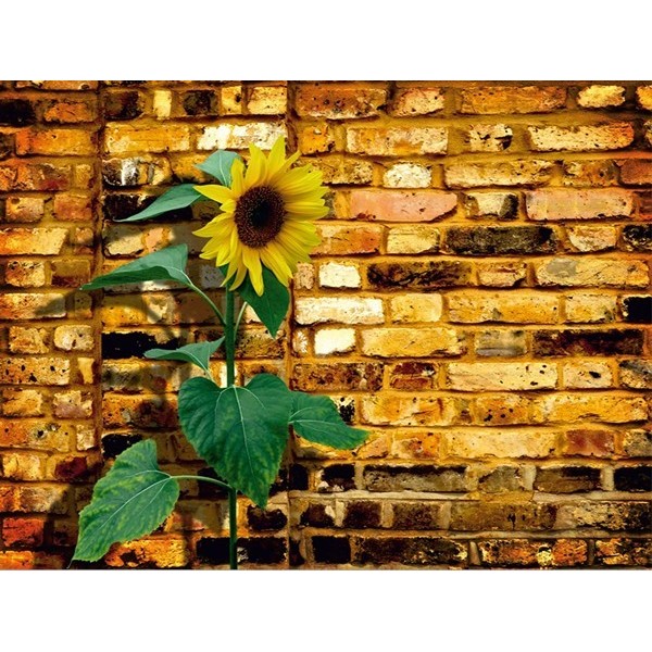 Fotomural SUNFLOWER ON BRICKS