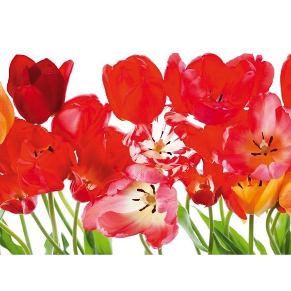 Fotomural RED TULIPS BIG FT-0067