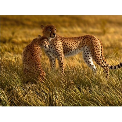 Fotomural LEOPARDS FT-0105 Fotomural LEOPARDS FT-0105