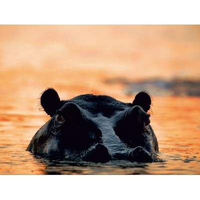 Fotomural HIPPOPOTAMU FT-0114