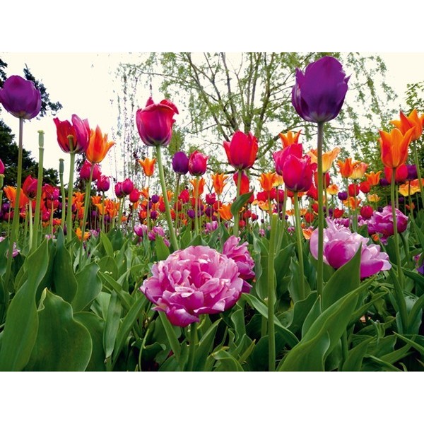 Fotomural TULIPS AND PEONY FT-0136