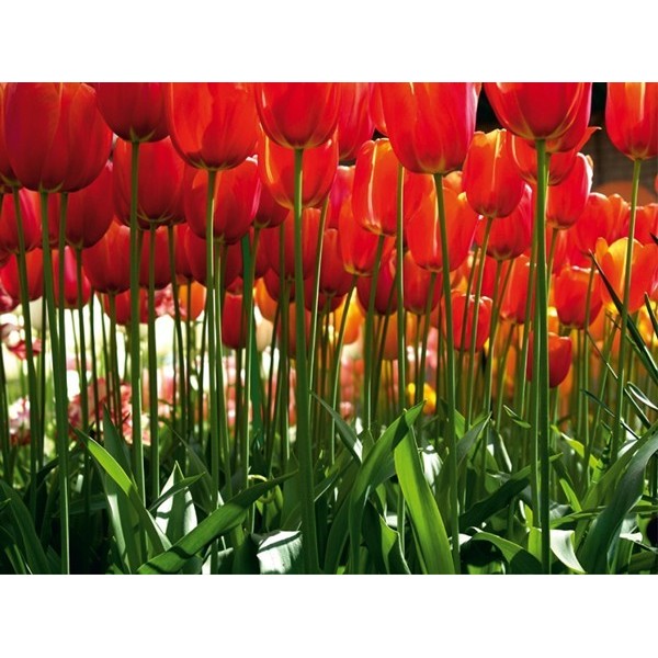 Fotomural RED TULIPS FT-0137