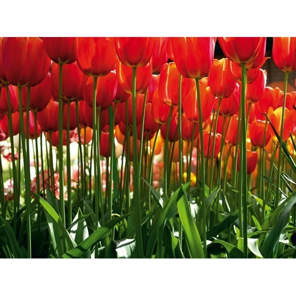 Fotomural RED TULIPS FT-0137