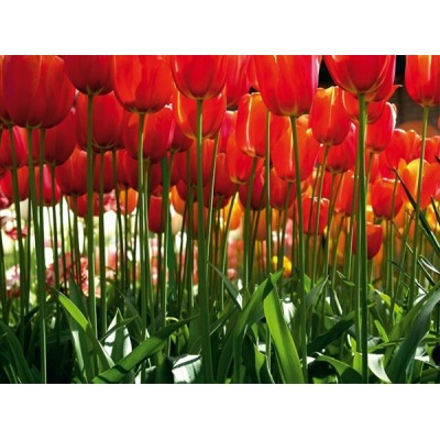 Fotomural RED TULIPS FT-0137 Fotomural RED TULIPS FT-0137