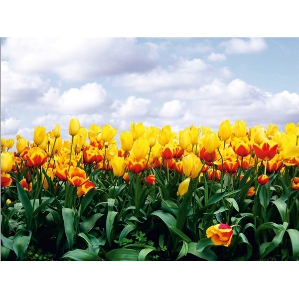 Fotomural YELLOW TULIPS FT-0140