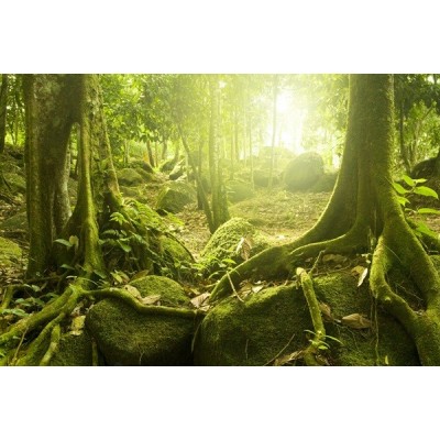 Fotomural Decorativo FV025