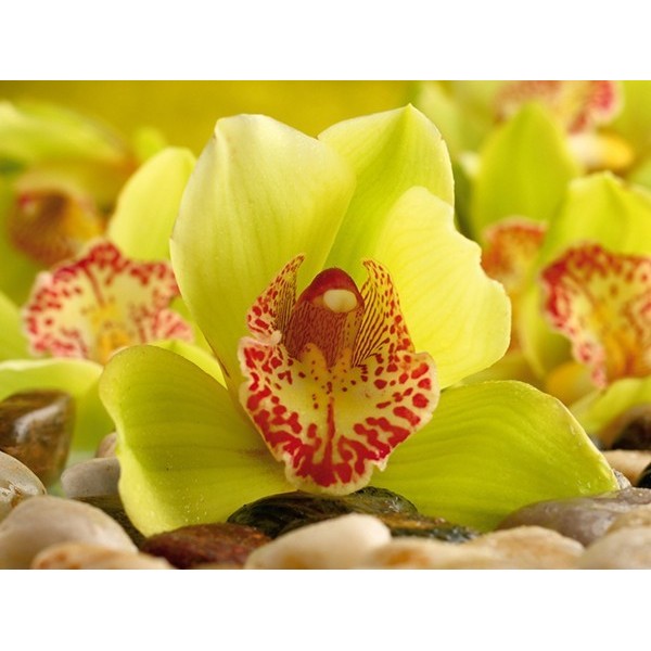 Fotomural YELLOW ORCHID FT-0153